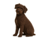 Perro de Agua Español