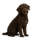 Perro de Agua Francés