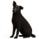 Perro de Agua Frison