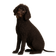 Perro de Agua Irlandés