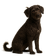 Perro de Agua Portugués