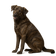 Perro de Castro Laboreiro