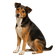 Perro de Granja Danés y Sueco