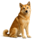 Perro de Groenlandia