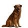 Perro de la Sierra de la Estrela