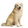 Perro de Montaña de los Pirineos
