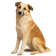 Perro de Montaña del Atlas aïdi