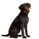Perro de Muestra Alemán de Pelo Duro