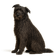 Perro de Pastor Bergamasco
