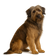 Perro de Pastor Catalán