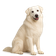 Perro de Pastor de los Abruzos y de la Maremma