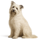 Perro de Pastor de Rusia Meridional