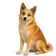 Perro de Pastor Islandés