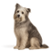 Perro de Pastor Polaco de las Llanuras