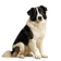 Perro de Pastor Rumano de Bucovina