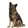 Perro de Pastor Rumano de los Cárpatos "carpatin"