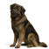 Perro de Pastor Yugoslavo de Charplanina