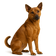 Perro de Taiwan