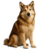 Perro Esquimal Canadiense