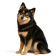 Perro Finlandés de Laponia