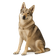 Perro Lobo Checoslovaco