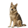 Perro Lobo de Saarloos