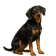 Perro Negro y Fuego Para la Caza del Mapache