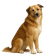 Perro Pastor de Asia Central
