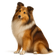 Perro Pastor de Shetland