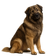 Perro Pastor del Cáucaso
