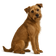 Perro Smous Holandés