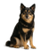 Perro Sueco de Laponia