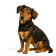 Perro Tejonero de Westfalia