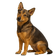 Perro Tejonero Sueco