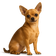 Perros Teacup