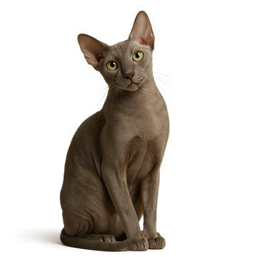 Peterbald