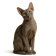 Peterbald