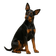 Pinscher Alemán