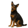 Pinscher Austriaco