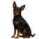 Pinscher Miniatura