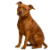 Pit Bull