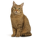 Pixiebob
