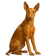 Podenco Canario