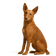 Podenco Portugués