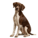Pointer Inglés