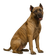 Presa Canario