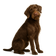 Pudelpointer