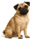 Pug