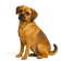 Puggle