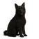 Puli